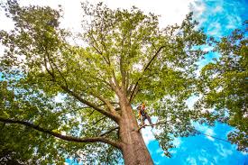 Best Tree and Shrub Care  in Poteet, TX