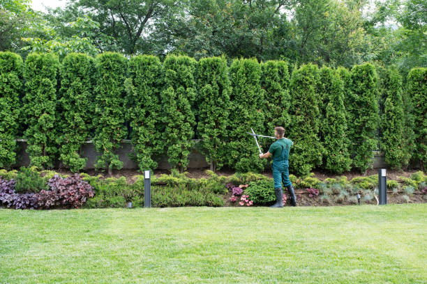 Best Lawn Watering Services  in Poteet, TX